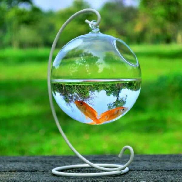 Hanging Glass Vase Fish Tank 1