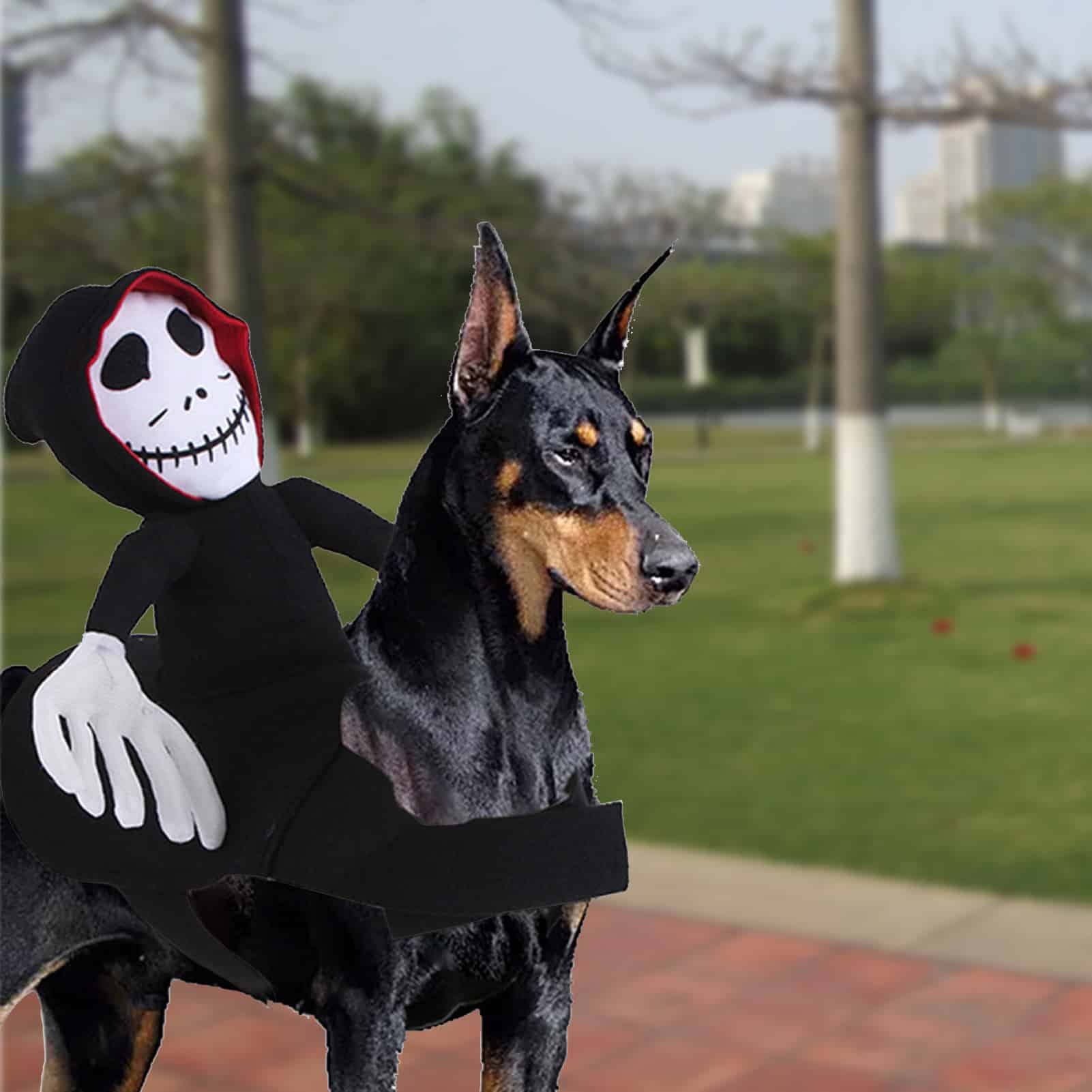 NEW Funny Pet Halloween Costume riding style 4